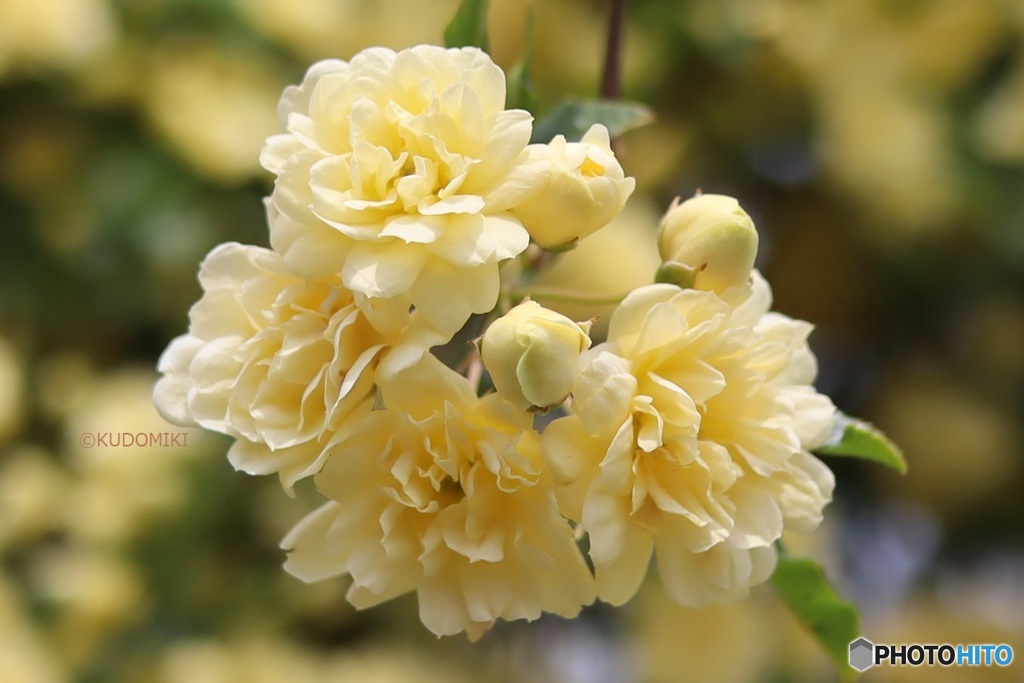 木香薔薇
