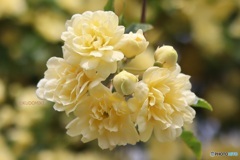 木香薔薇