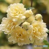 木香薔薇