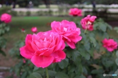 公園の薔薇