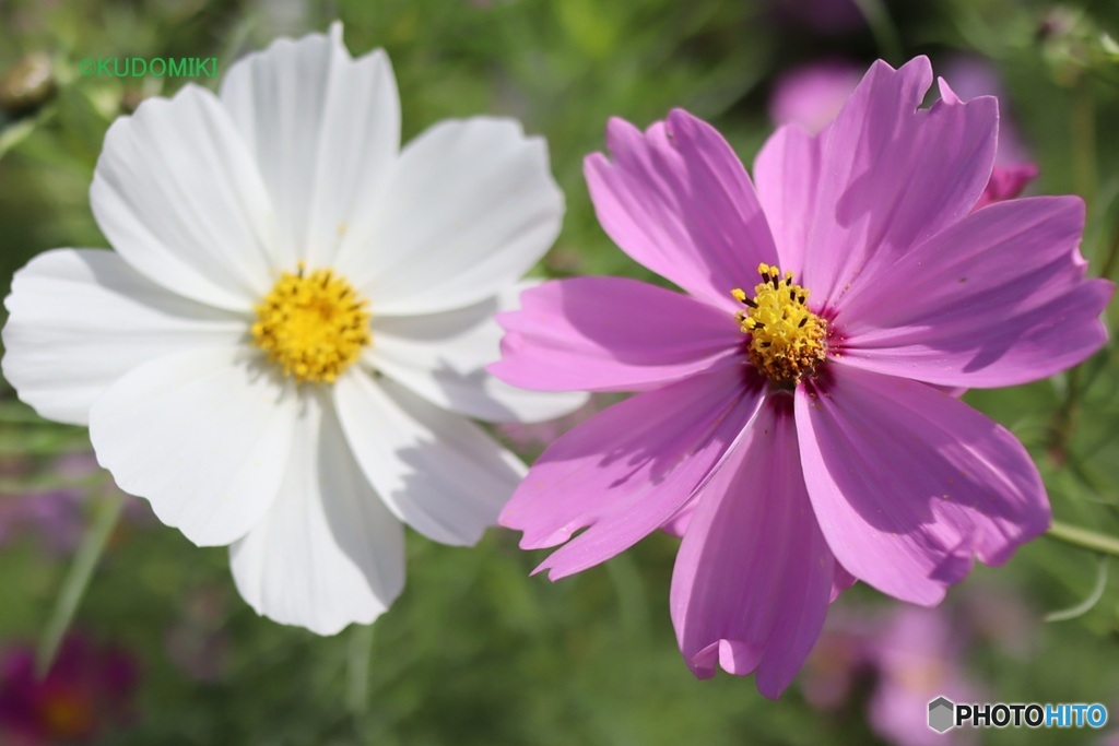 白とピンクのコスモス