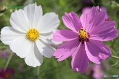 白とピンクのコスモス