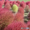 黄緑の一本