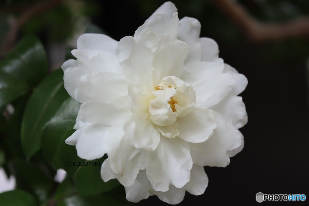 白い山茶花