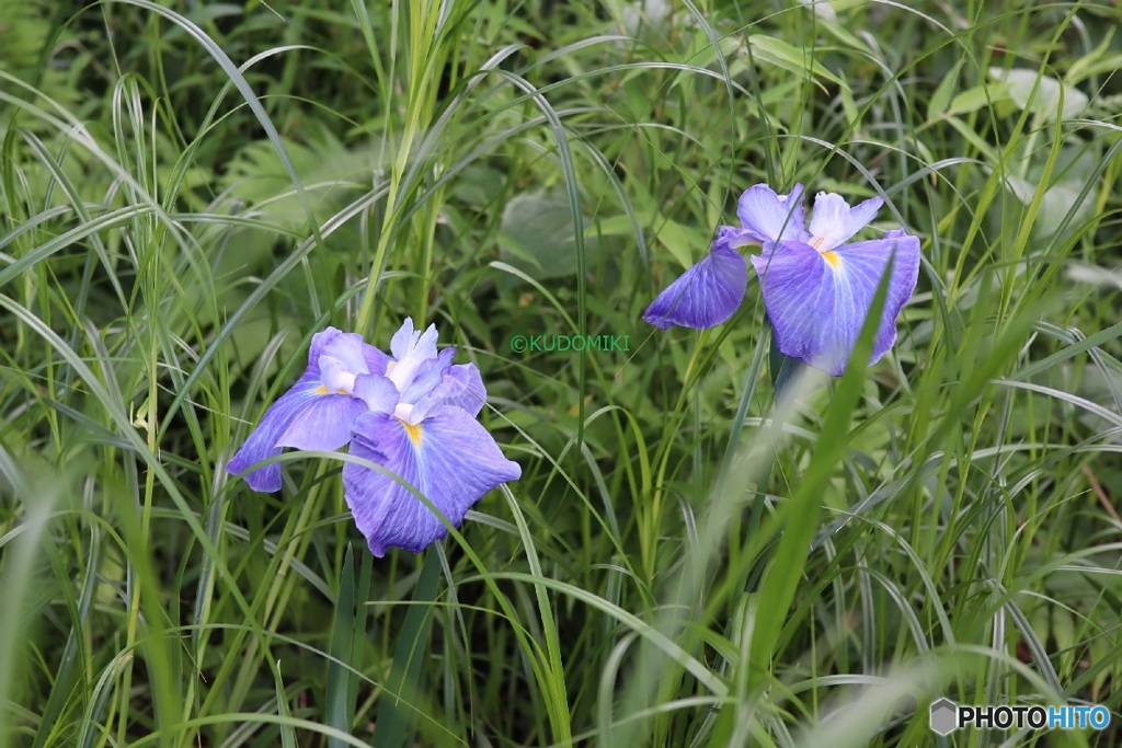 雑草に埋もれてた