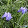 雑草に埋もれてた