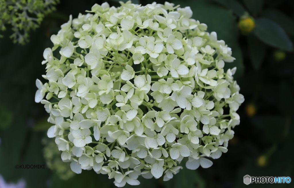 紫陽花アナベル