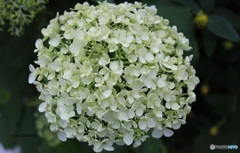 紫陽花アナベル