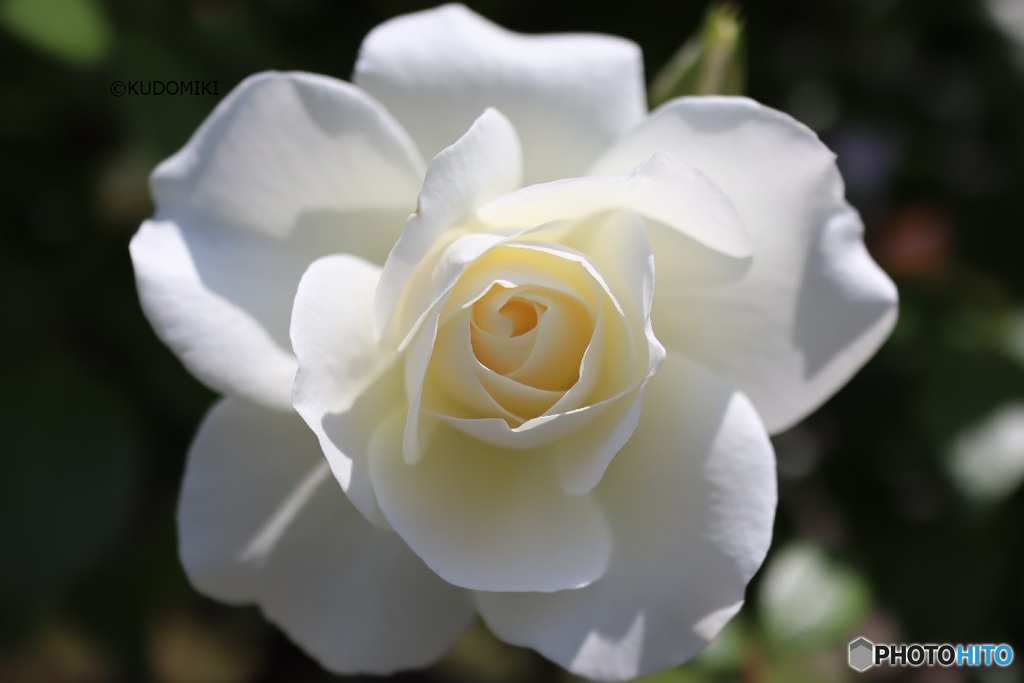 白い薔薇