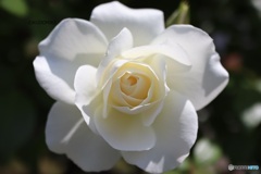白い薔薇