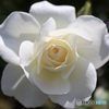 白い薔薇