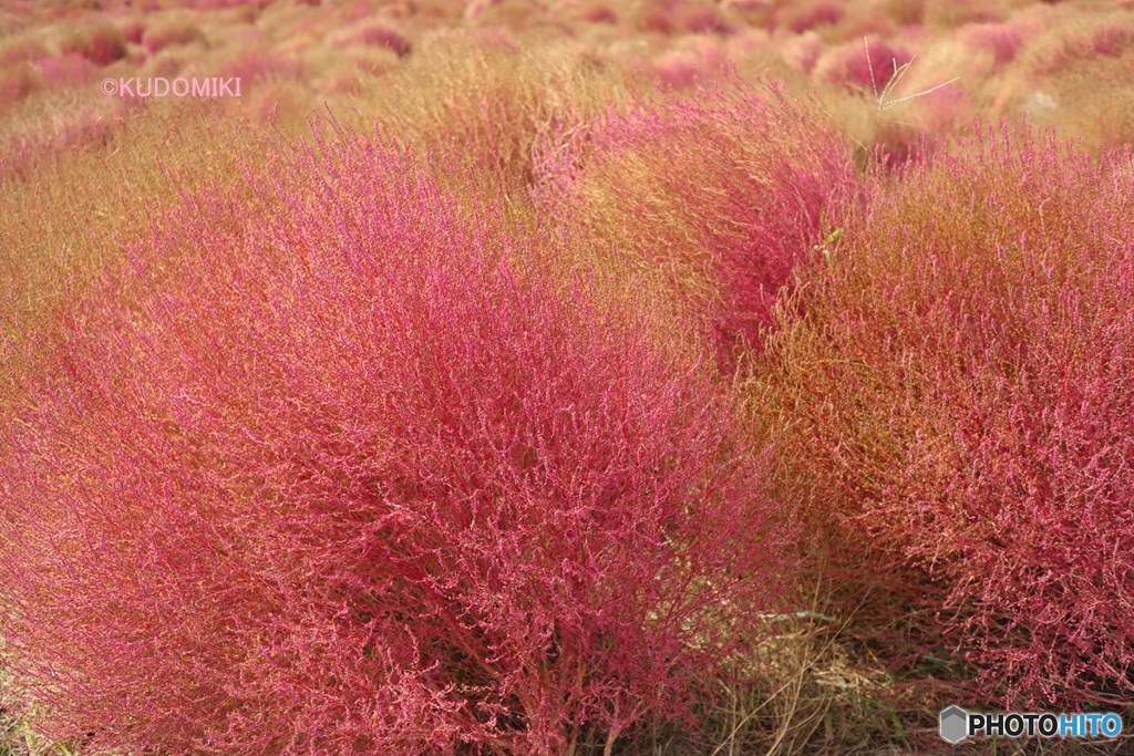 終わっていく紅葉