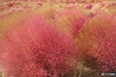 終わっていく紅葉