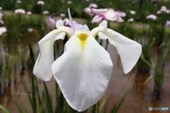 野花菖蒲