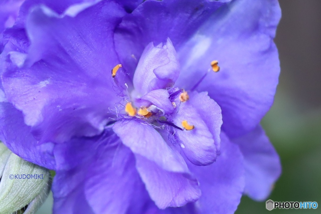 八重のムラサキツユクサ