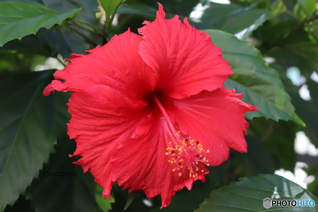 燃えるような暑さの中で