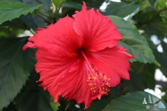 燃えるような暑さの中で