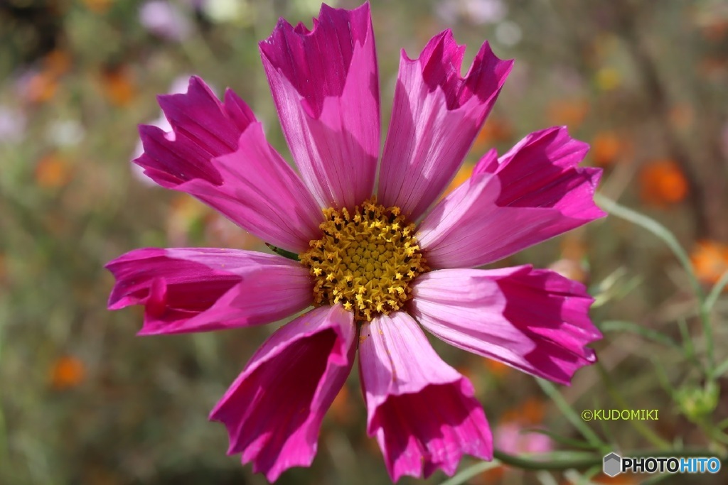 筒状の花弁