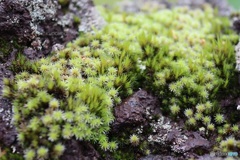 苔の庭園
