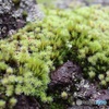 苔の庭園