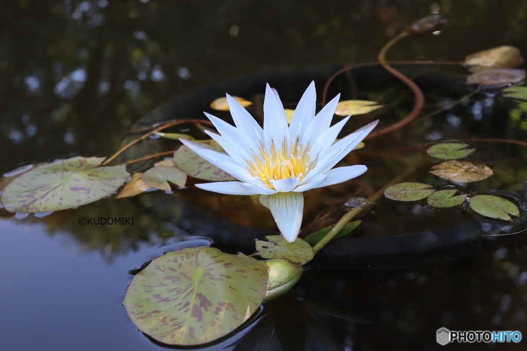 植物園の水槽で