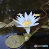 植物園の水槽で