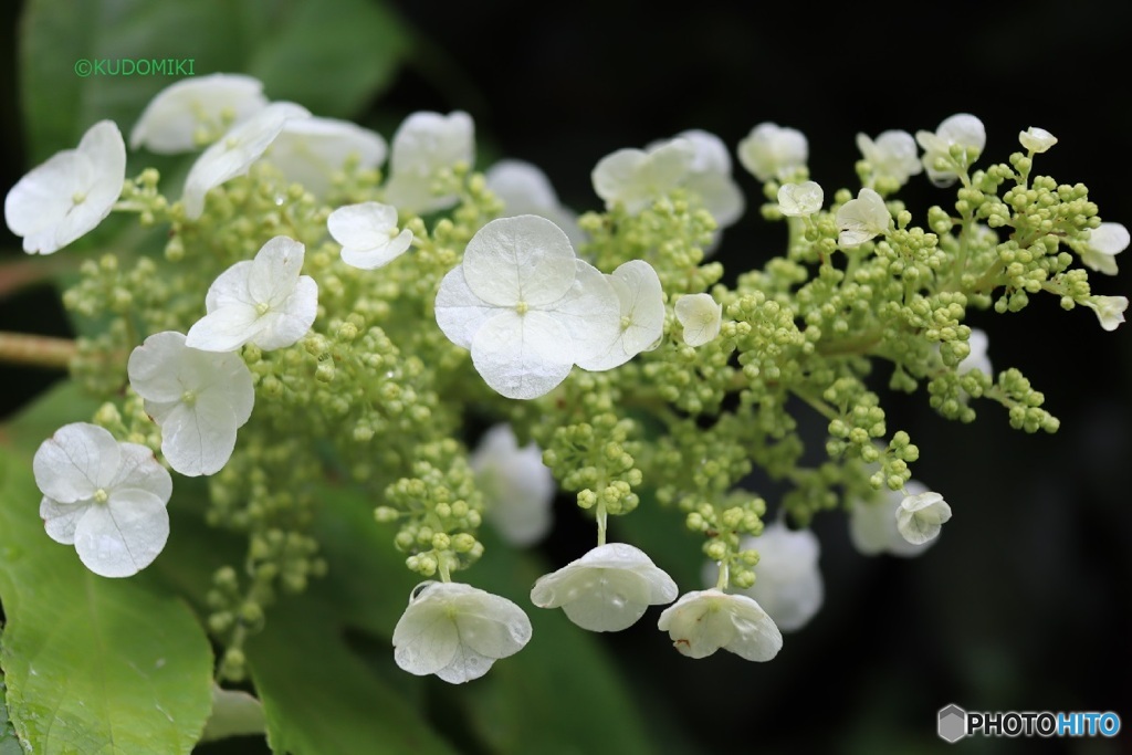 柏葉紫陽花