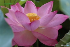 蓮の花