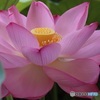 蓮の花