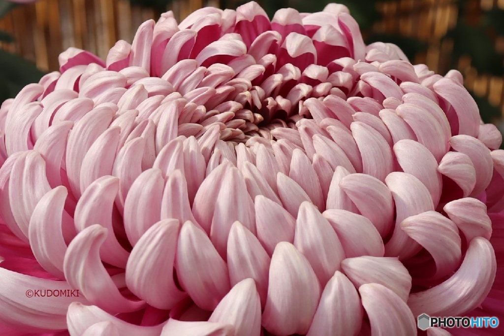 菊花展