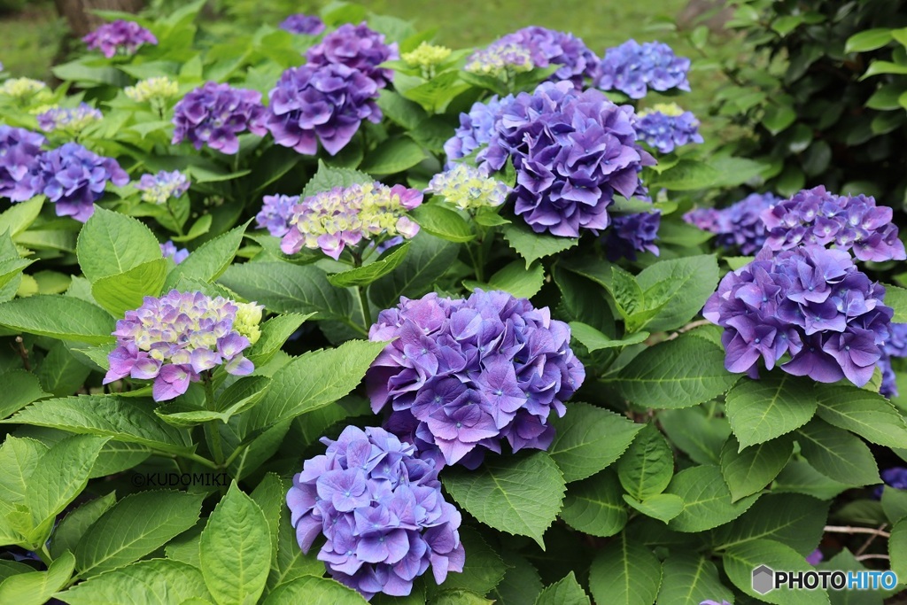 見事な紫陽花