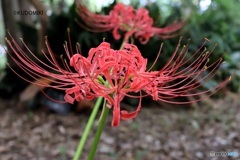 彼岸花