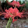 彼岸花