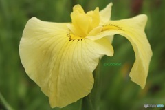 黄花菖蒲