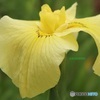 黄花菖蒲