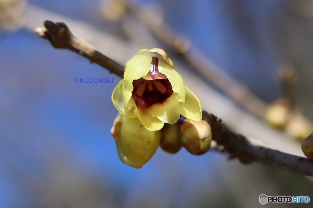 原種のロウバイ