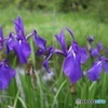 水生植物園で