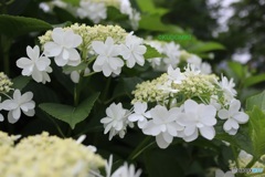 美しい紫陽花