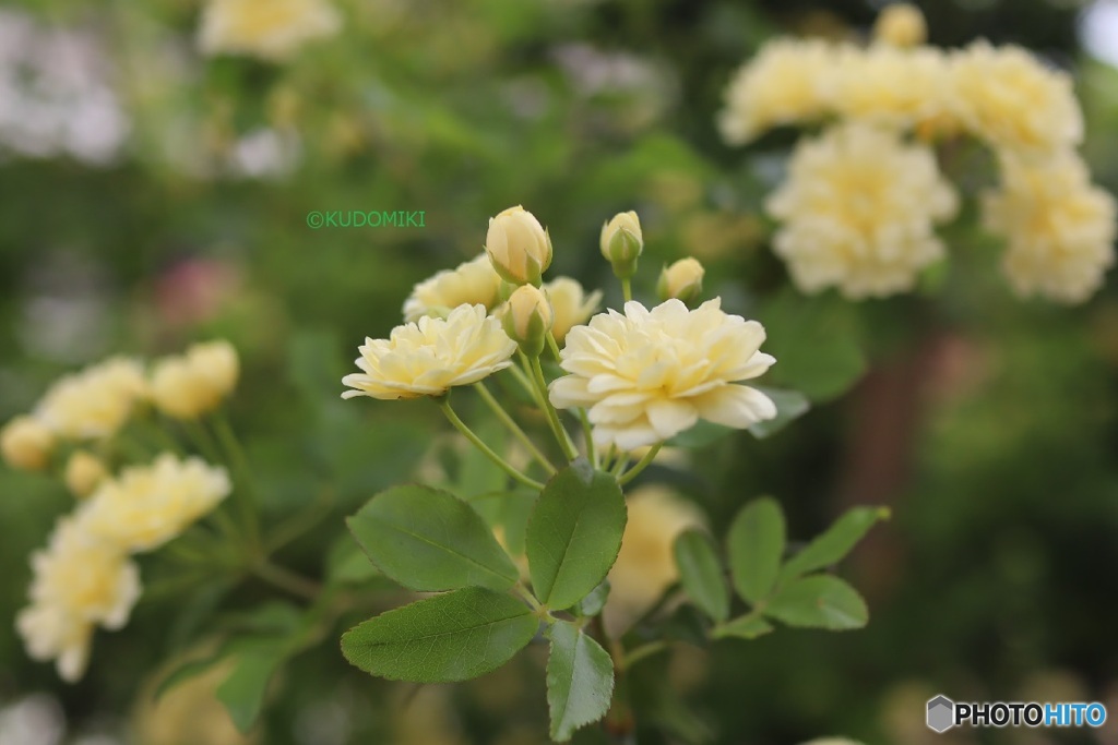 木香薔薇