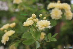 木香薔薇