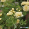 木香薔薇