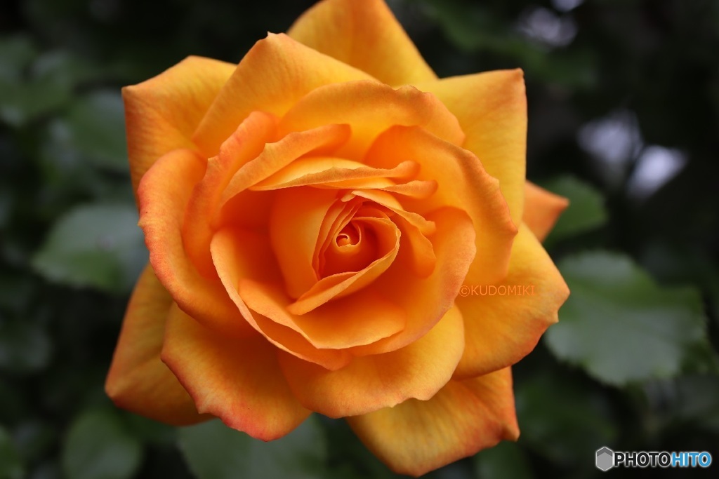 オレンジ色の薔薇が好き