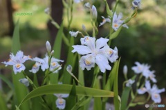 シャガの花