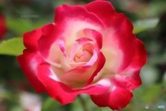 フラワーガーデンの春薔薇