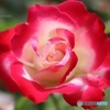 フラワーガーデンの春薔薇