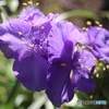 朝に元気な花