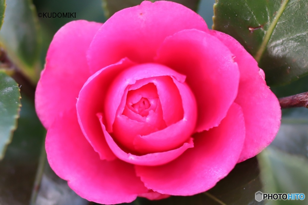 美しいサザンカ