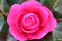 美しいサザンカ