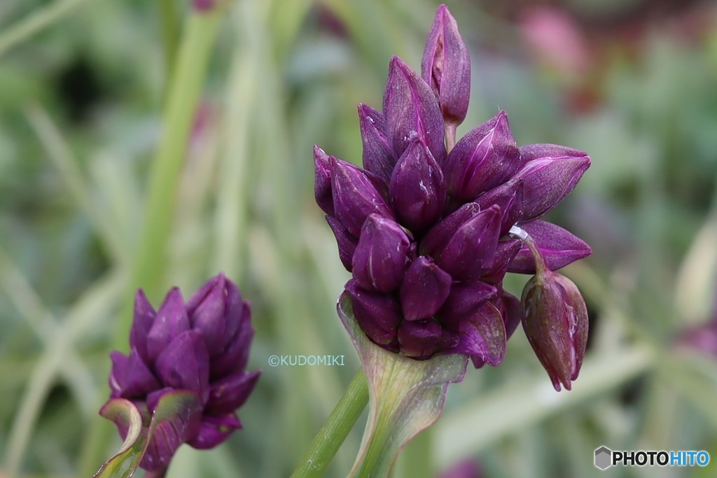 年を越した夏の花