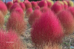 コキアの紅葉